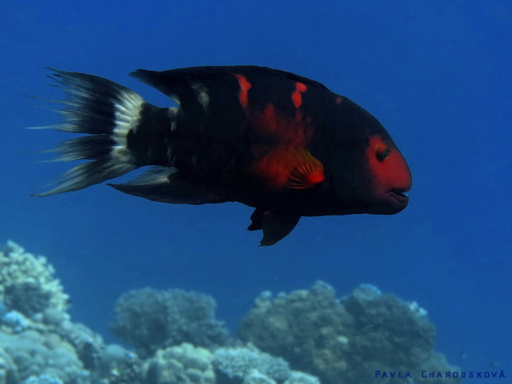 Cheilinus fasciatus - Pyskoun příčnopruhý - samec