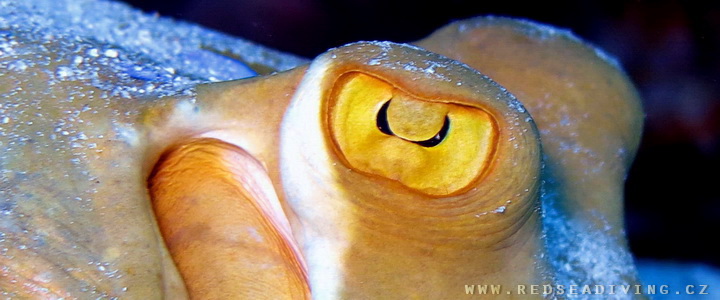 Blue Spotted Stingray - Trnucha modroskvrnná