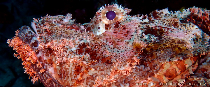 Scorpion fish - Ropušnice