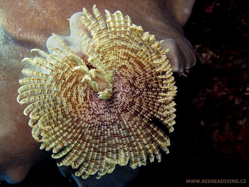 Sabellastarte magnifica - Rournatec velkolepý