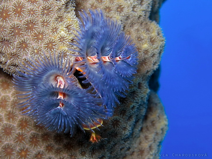 Spirobranchus giganteus - Rournatec ozdobný