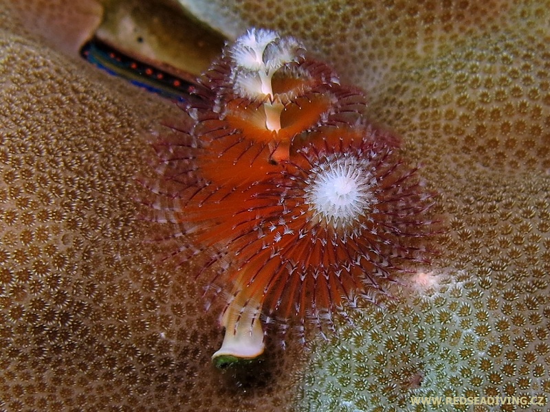 Spirobranchus giganteus - Rournatec ozdobný