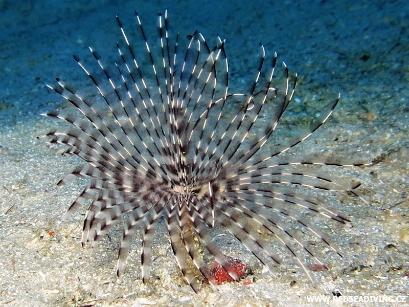 Sabellastarte sanctijosephi - Rournatec svatojosefský