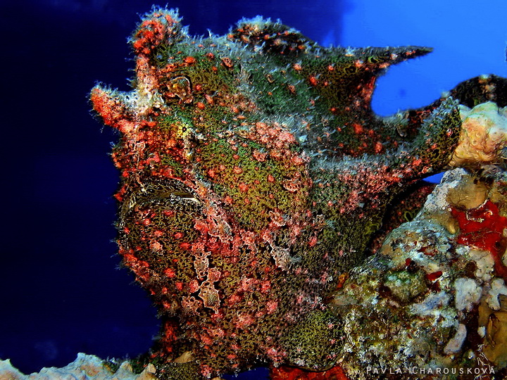 Antennarius pictus - Rozedranec barevný