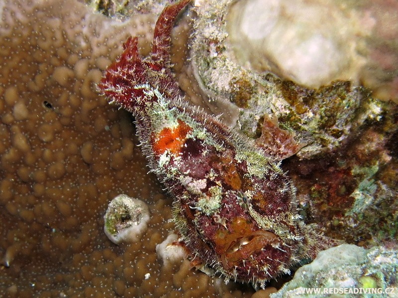 Antennarius coccineus - Rozedranec skvrnitý