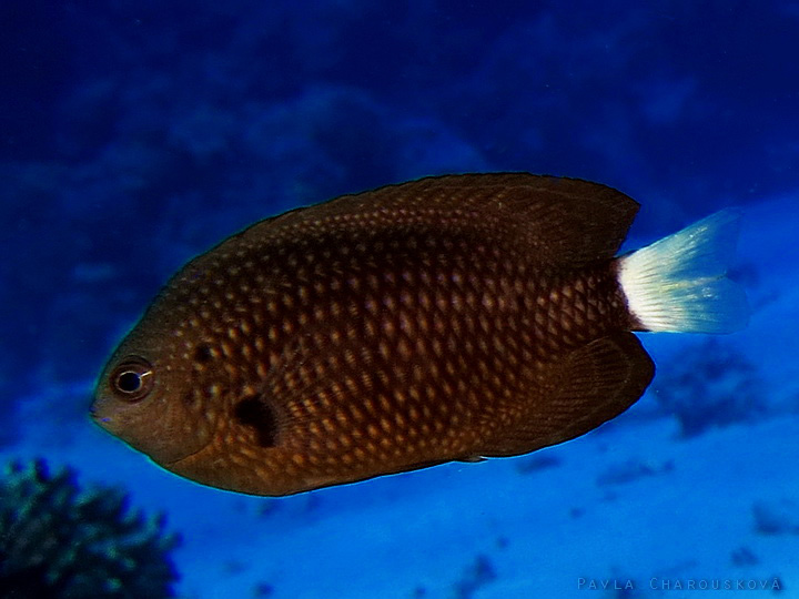 Pomacentrus albicaudatus - Sapín běloploutvý