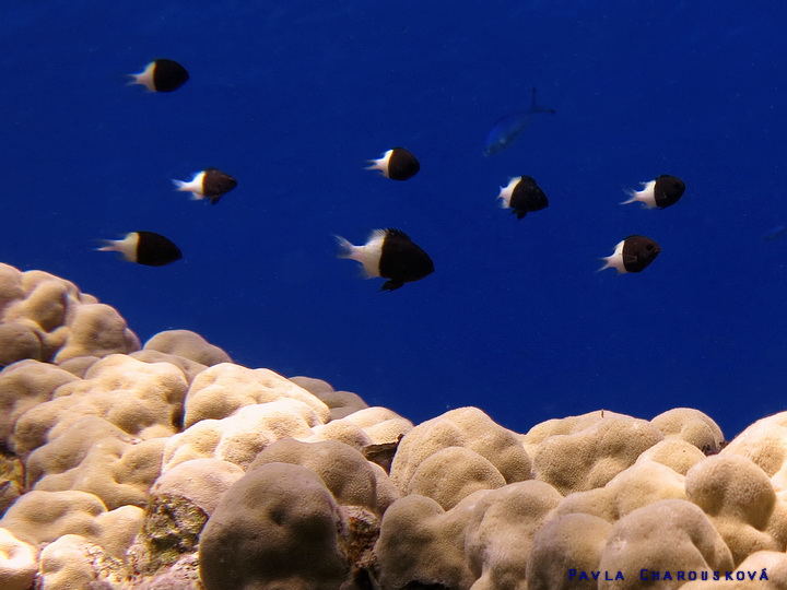 Chromis dimidiata - Sapín dvoubarvý