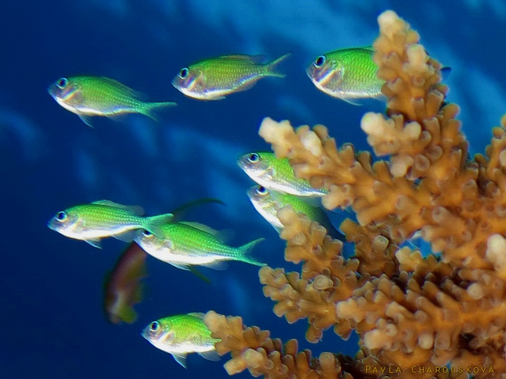 Chromis viridis - Sapín zelený