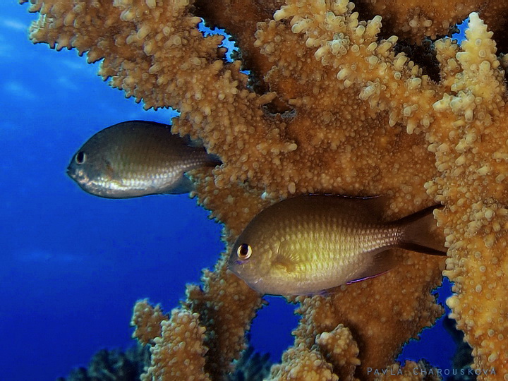 Chromis flavaxilla - Sapín žlutopažďový