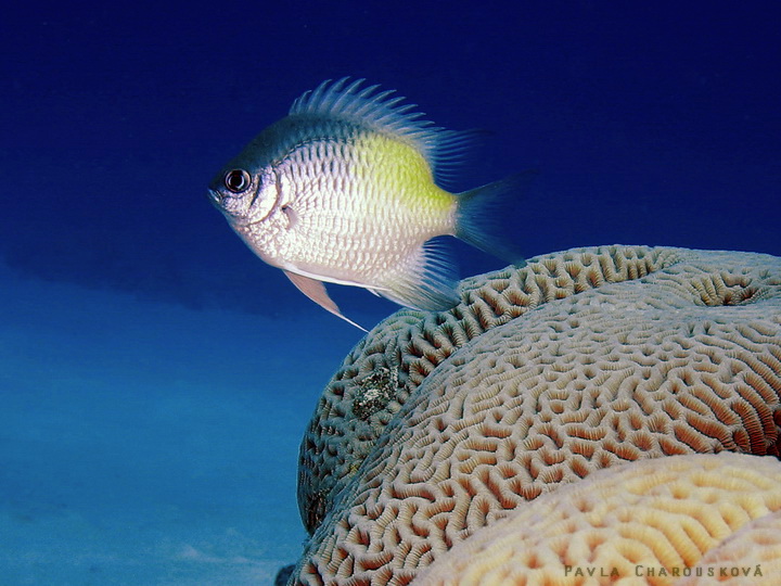 Amblyglyphidodon flavilatus - Sapínek žlutoskvrnný