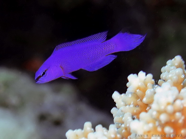 Pseudochromis fridmani - Sapínovec Fridmanův