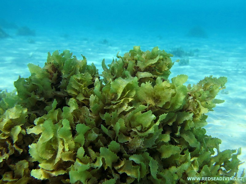 Hnědé řasy Sargassum