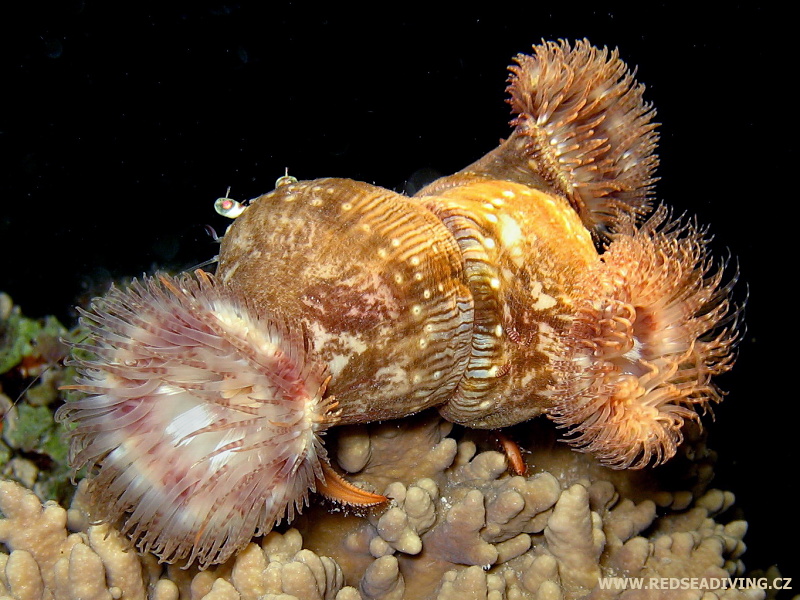 Sasanky Calliactis polypus na poustevníčkovi