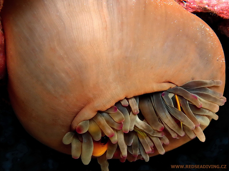 Entacmaea quadricolor - sasanka čtyřbarevná