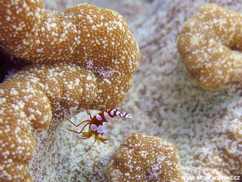 Cryptodendrum adhaesivum - sasanka přilnavá