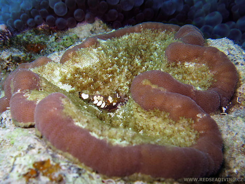 Cryptodendrum adhaesivum - sasanka přilnavá