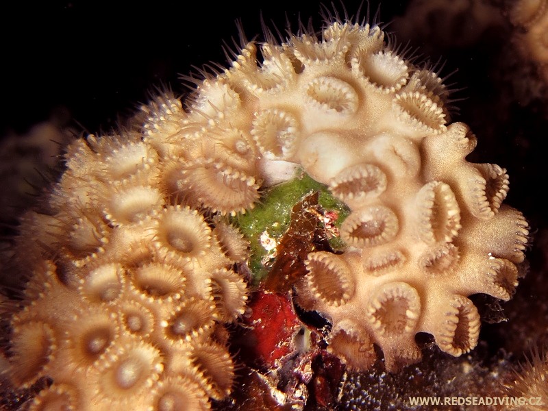 Sasankovec Palythoa tuberculosa