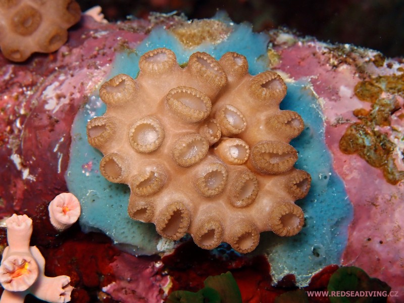 Sasankovec Palythoa tuberculosa