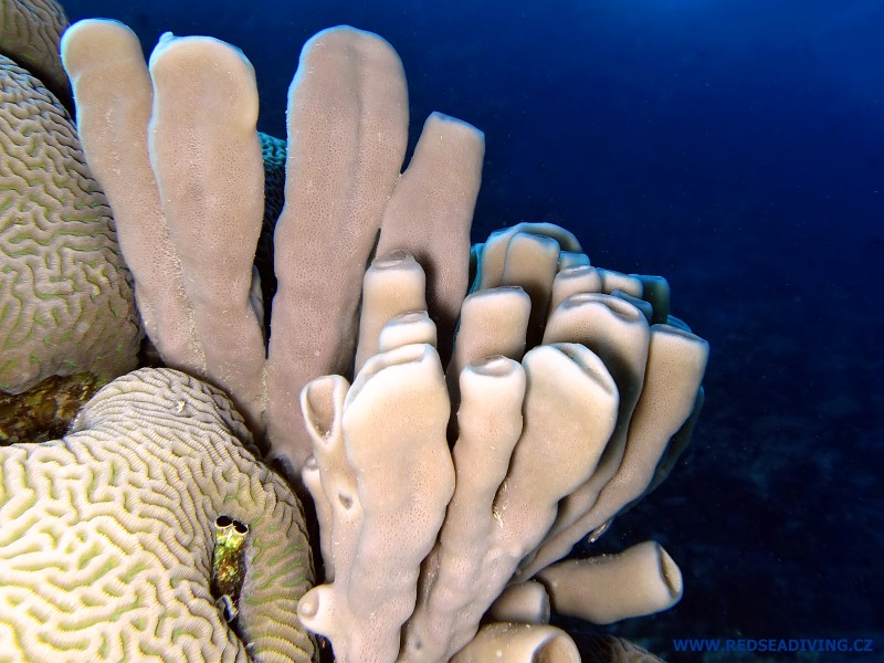 Callyspongia siphonella - houba dýmkovitá