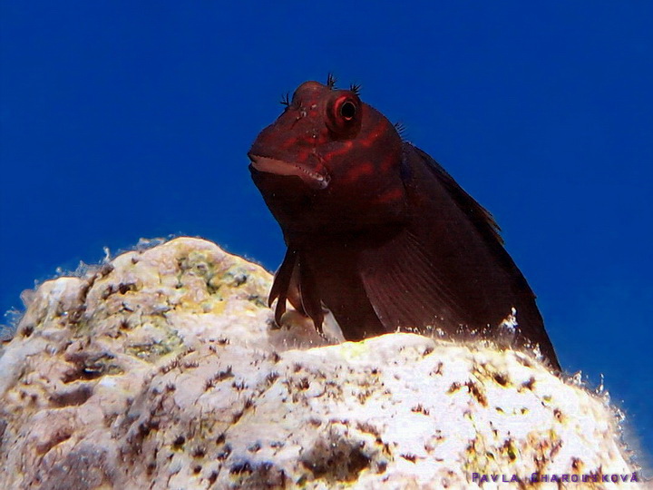 Cirripectes castaneus - Slizoun hnědý