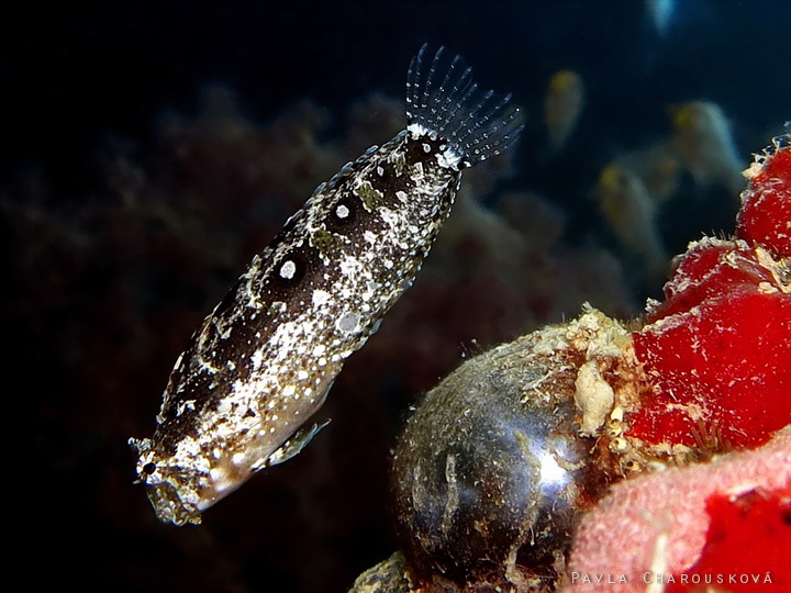 Petroscirtes mitratus - Slizoun vysokoploutvý