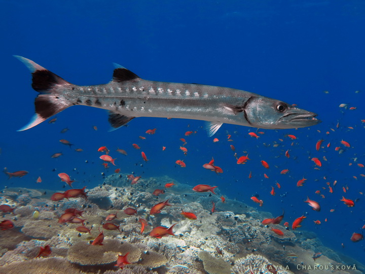 Sphyraena barracuda - Soltýn barakuda