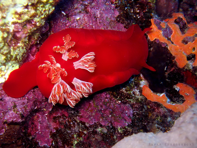 Hexabranchus sanguineus - Šestižábrovec červený (španělská tanečnice)