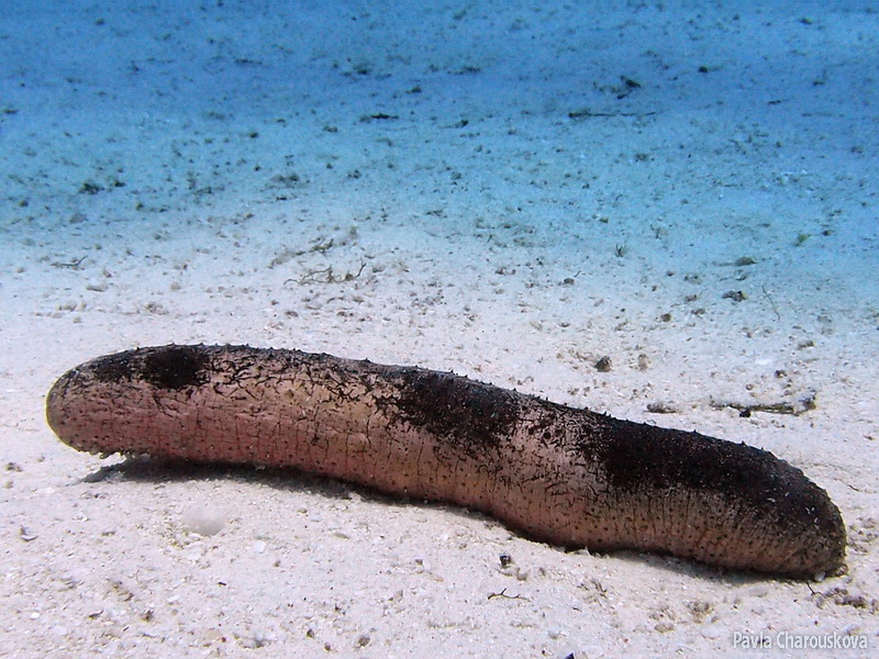 Holothuria edulis - Sumýš jedlý