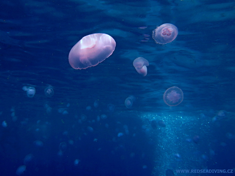 Aurelia aurita - talířovka ušatá