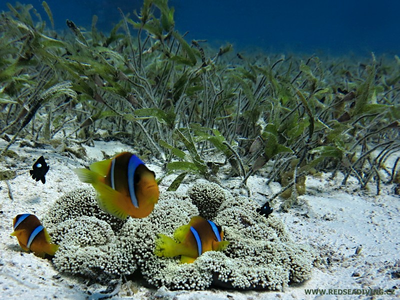 Mořská tráva Thalassodendron ciliatum