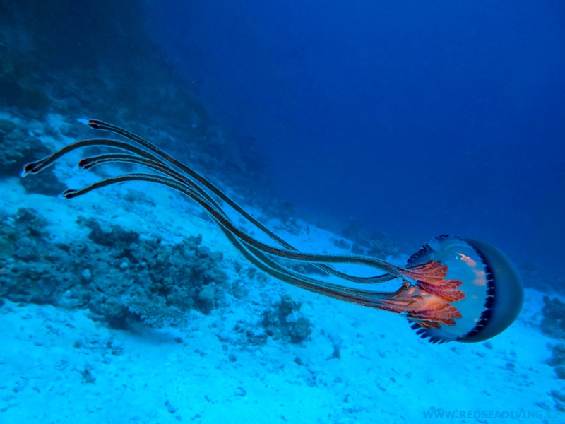 Medúza Thysanostoma loriferum