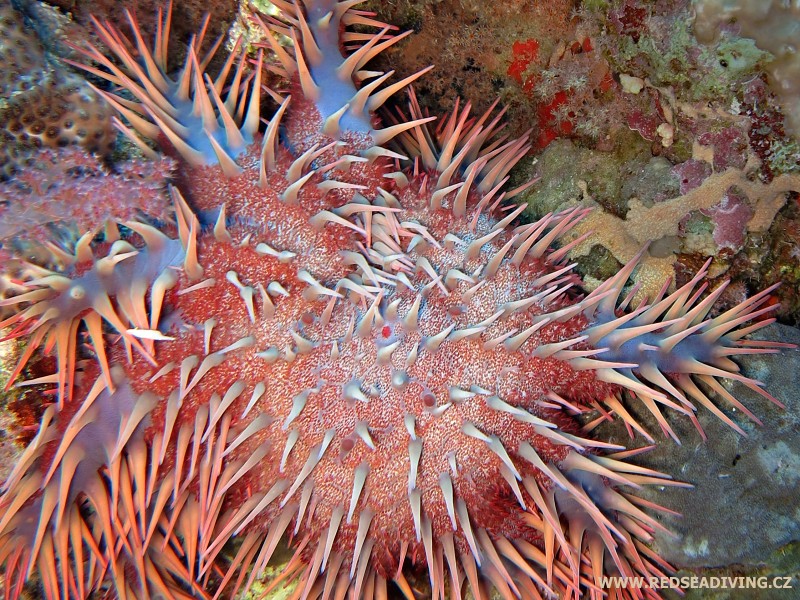 Acanthaster planci - Hvězdice trnová koruna