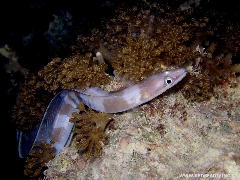 Conger cinereus - Úhořovec šedý