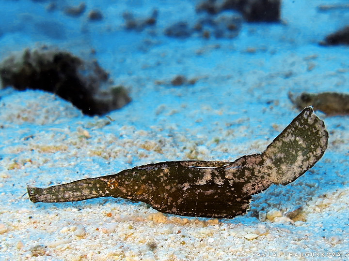 Solenostomus cyanopterus - Vějířník modroploutvý