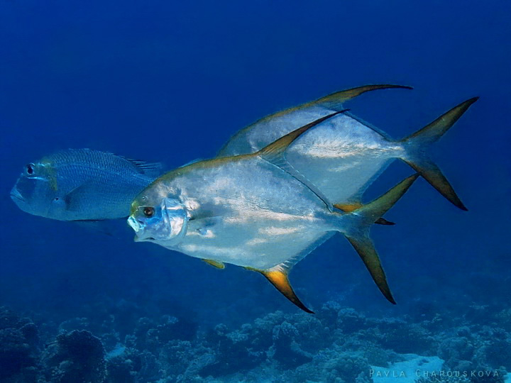 Trachinotus blochii - Vidlatka stříbřitá