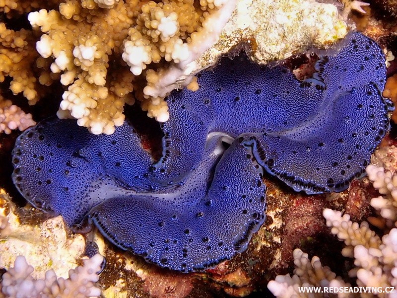 Tridacna maxima - zéva velká