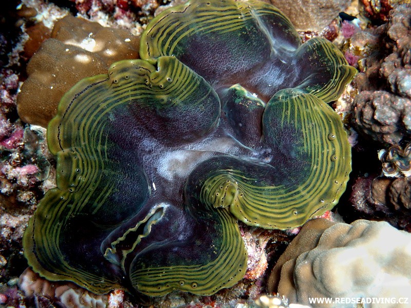 Tridacna squamosa - zéva šupinatá