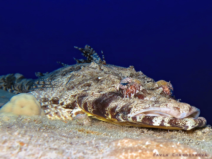 Papiloculiceps lonigceps - Zploštělec dlouhohlavý