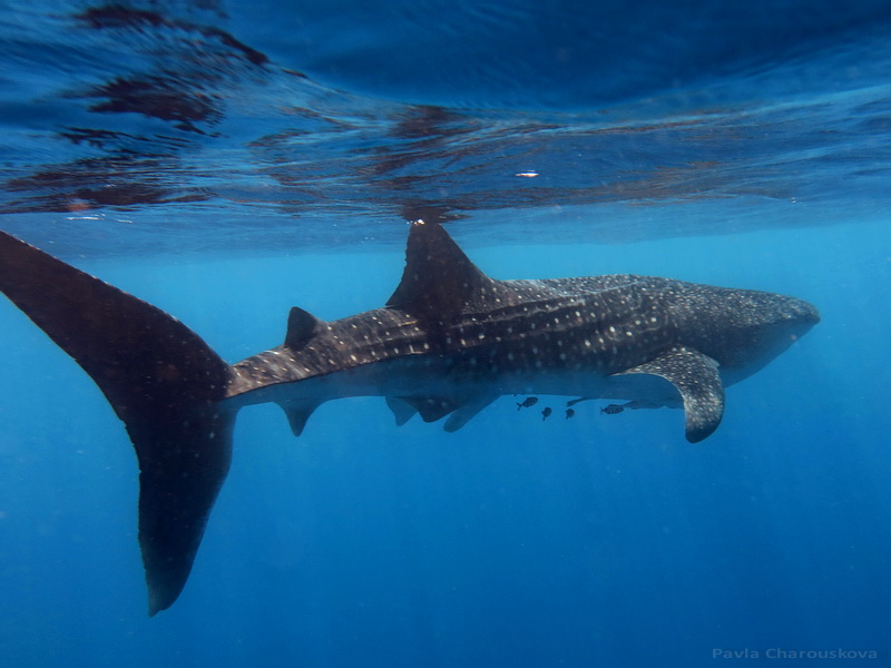 Rhincodon typus - Žralok obrovský - velrybí