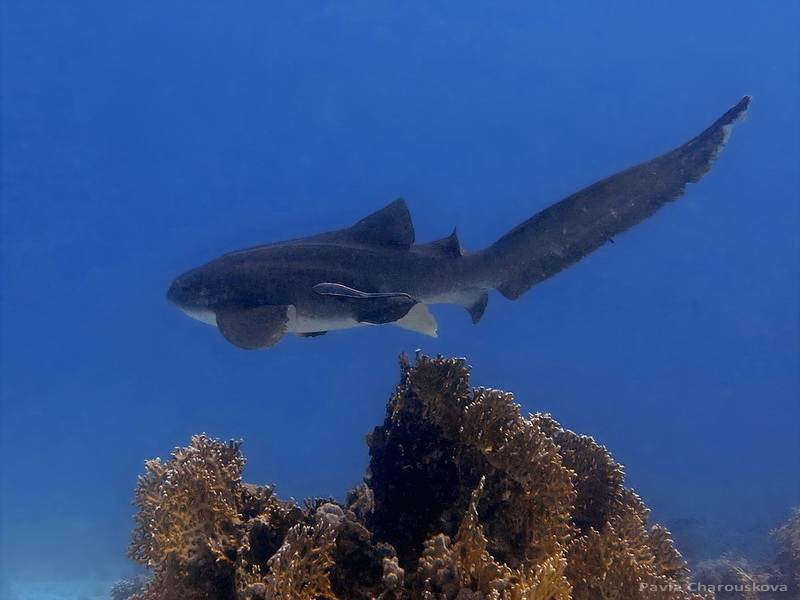 Stegostoma fasciatum - Žralok zebrovitý