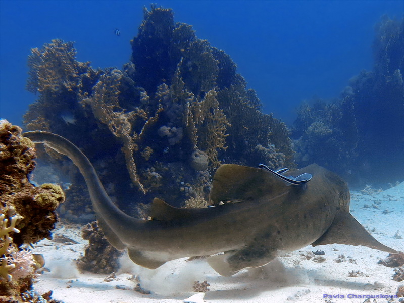 Stegostoma fasciatum - Žralok zebrovitý