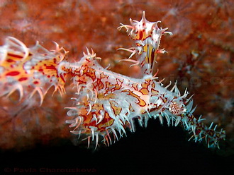 Ghost pipefish na EL Minya