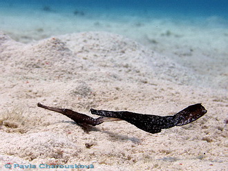 Ghost pipefish na Abu Galawa