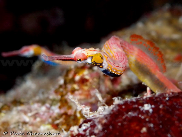 Pipefish - Jehla oranžová