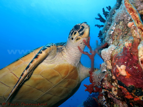 Mořská želva - kareta - Potápění Hurghada