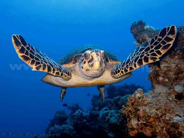 Mořská želva - kareta - Potápění Hurghada