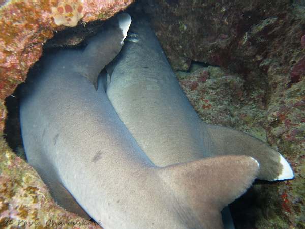 Žralok lagunový - Hurghada, Egypt